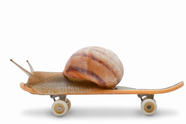 stock image Snail on a skateboard on the white background