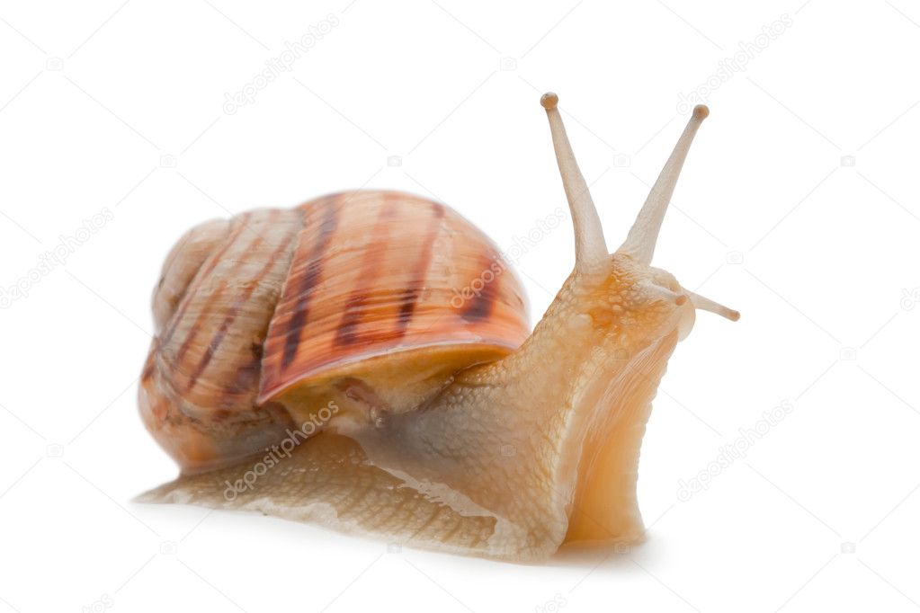 Snail ,isolated on white background
