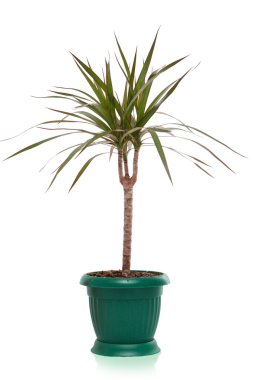 House plant dracaena palm in flower pot, isolated clipart