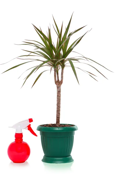 Dracaena palm spray bottle, isolated — Stock Photo, Image