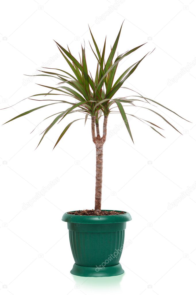 House plant dracaena palm in flower pot, isolated