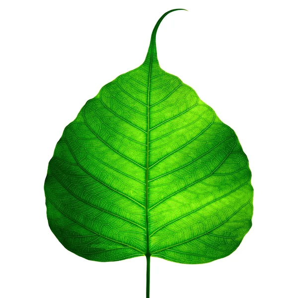 Yeşil yaprak damarı ( bodhi yaprağı ) — Stok fotoğraf