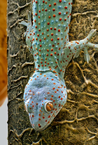 Gecko Gecko — Stock Photo, Image