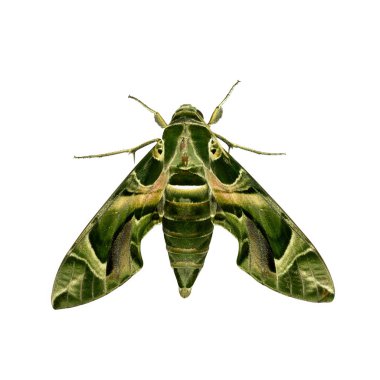 Green moth clipart