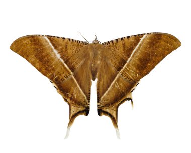 Brown moth clipart