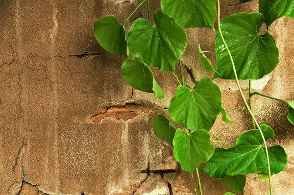Eski çimento duvarda yeşil yapraklar. — Stok fotoğraf