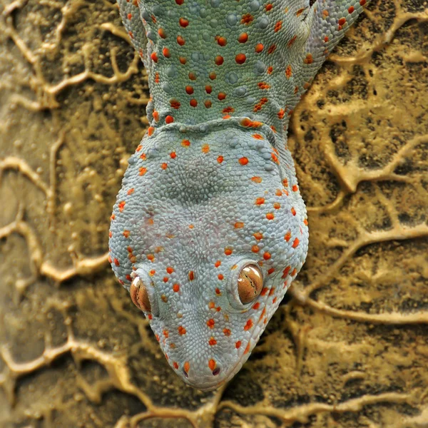 Fechar a cabeça gecko — Fotografia de Stock