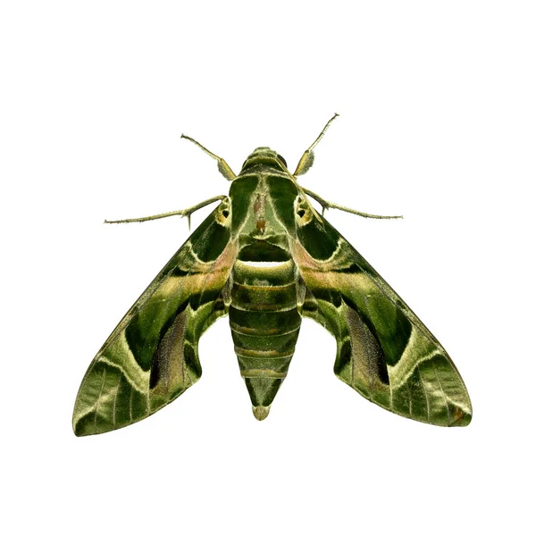 Groene nachtvlinder — Stockfoto