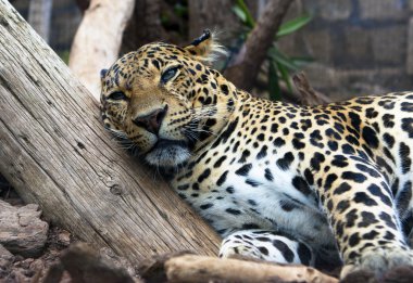 leopar