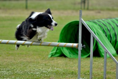 Border collie agility dog clipart