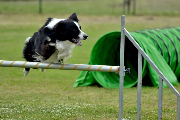 Border Collie Agility Hund — Stockfoto