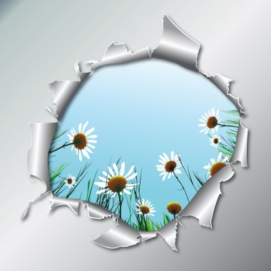 Camomiles in metallic hole clipart