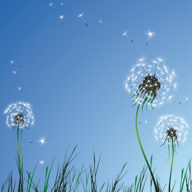 Realistic dandelions clipart