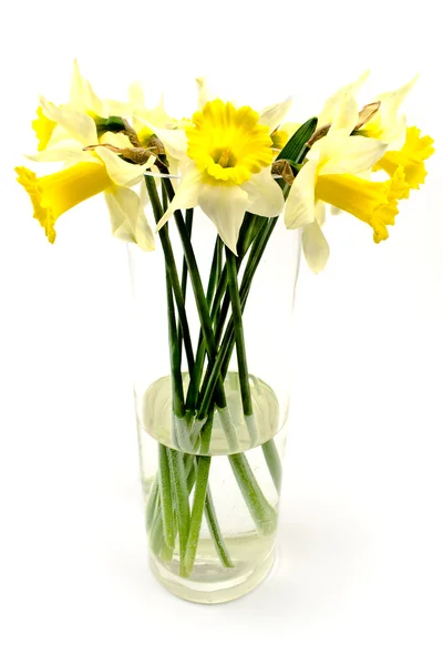 Narcisos amarillos narcisos en jarrón de cristal grande —  Fotos de Stock
