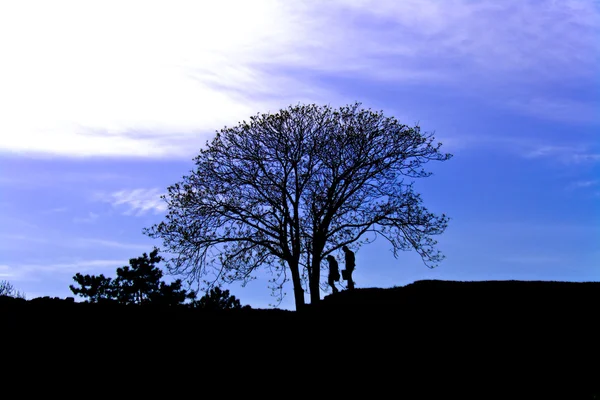 Albero solitario al tramonto e un paio di amanti — Foto Stock
