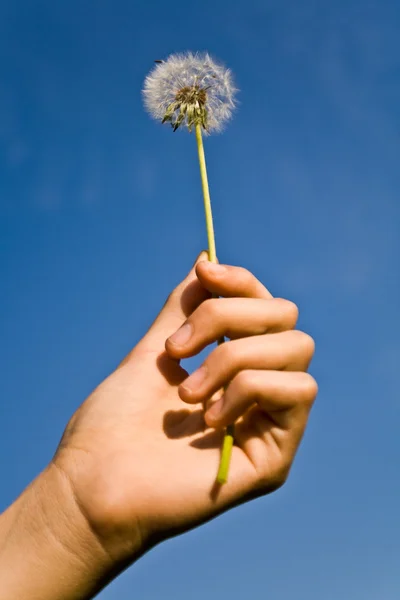 Dandelion in woman's hand against blue sky — Stock Photo, Image