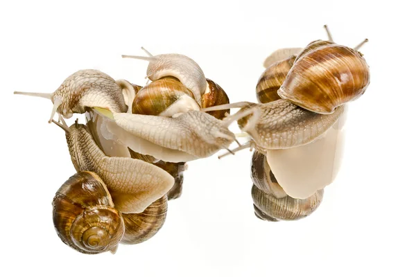 Snails climbing — Stock Photo, Image