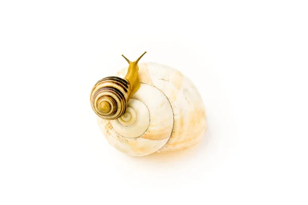 Snail climbs to bigger and nicer house — Stock Photo, Image