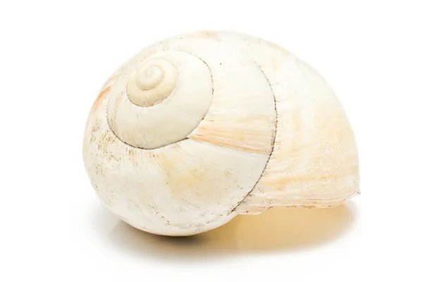 Spiral sea shell — Stock Photo, Image