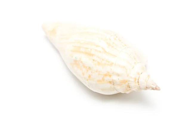 螺旋海壳 — 图库照片