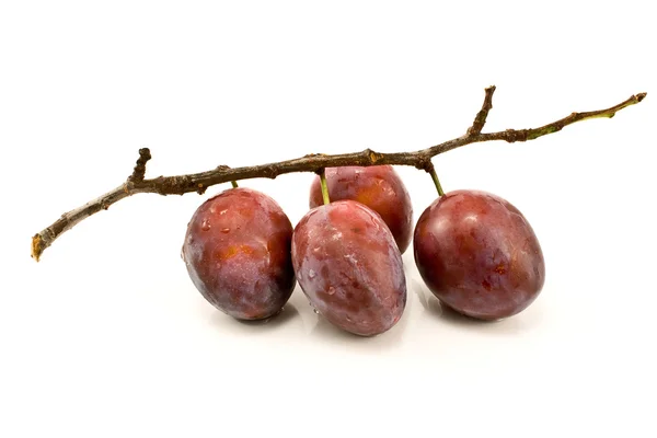 Plums on branch — Stock Photo, Image