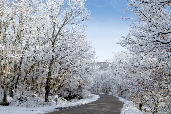 stock image Snow covered trees