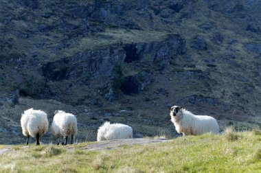 dunloe boşluk koyun