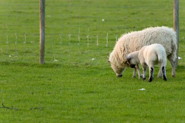 爱尔兰羊 — 图库照片