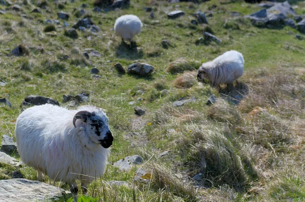 Schafe an der Schlucht von Dunloe — Stockfoto
