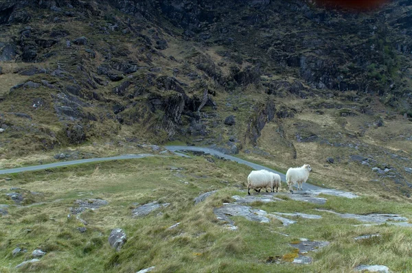 Πρόβατα στο χάσμα των dunloe — Φωτογραφία Αρχείου