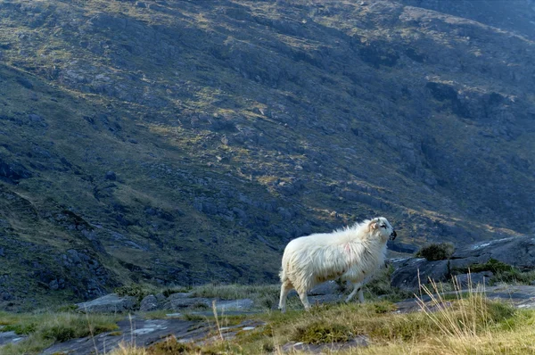 Sheep at Gap of Dunloe — Stock Photo, Image