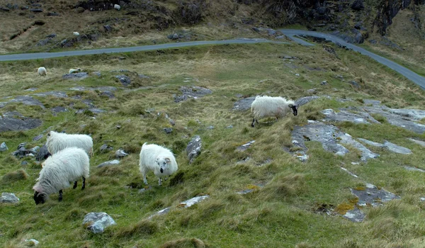 Schafe an der Schlucht von Dunloe — Stockfoto