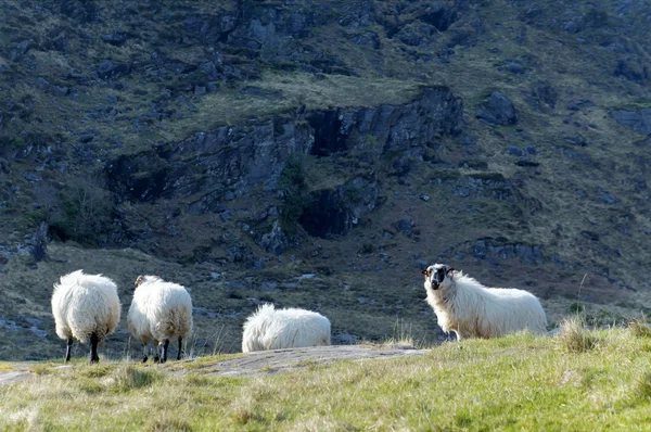 ダンロー渓谷で羊 — ストック写真