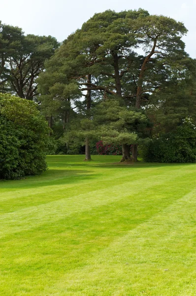 Lawn with trees — Stock Photo, Image