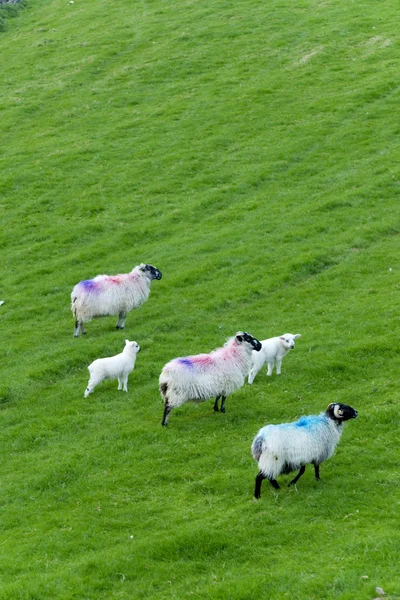 Irlandzkie owce — Zdjęcie stockowe