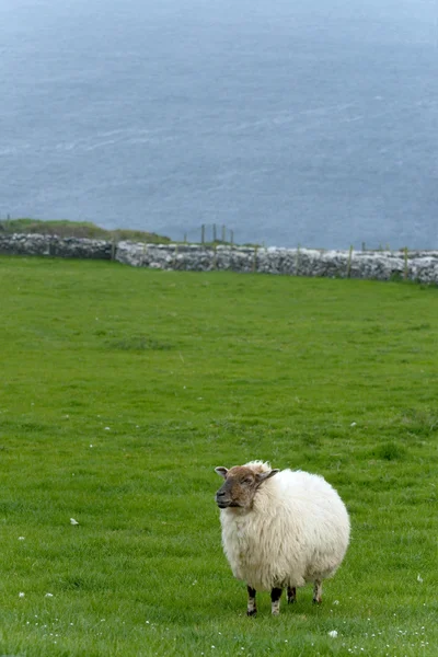 Oveja irlandesa — Foto de Stock