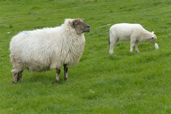 Irische Schafe — Stockfoto