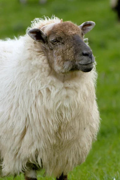 stock image Irish sheep