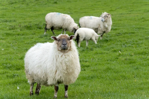 アイルランドの羊 — ストック写真