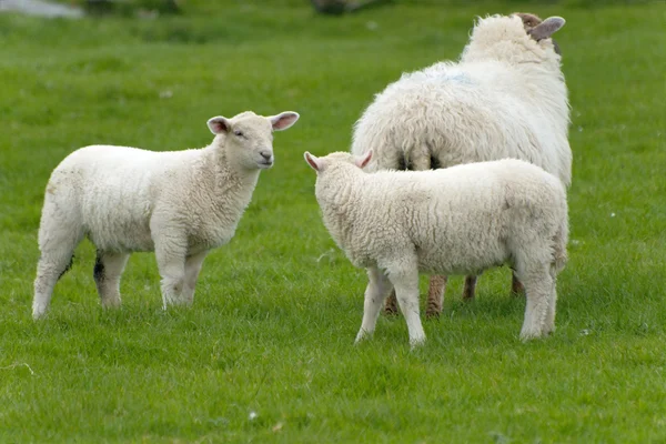 爱尔兰羊 — 图库照片