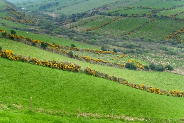 Irská krajina — Stock fotografie