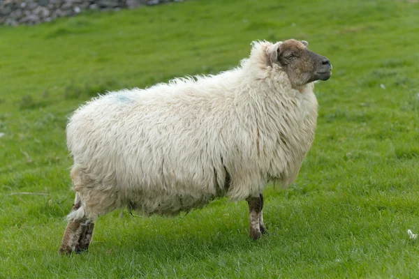 Ирландские овцы — стоковое фото