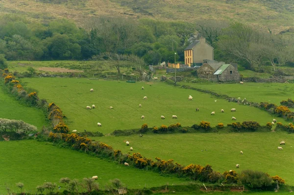 Ierse platteland — Stockfoto