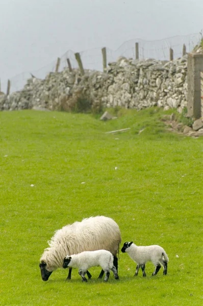 Irische Schafe — Stockfoto