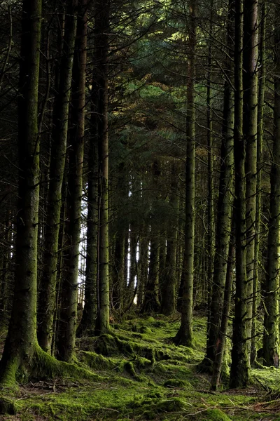 Mossy bomen — Stockfoto