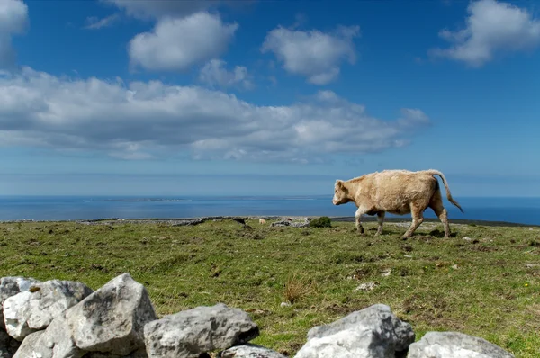 Vaca solitária — Fotografia de Stock