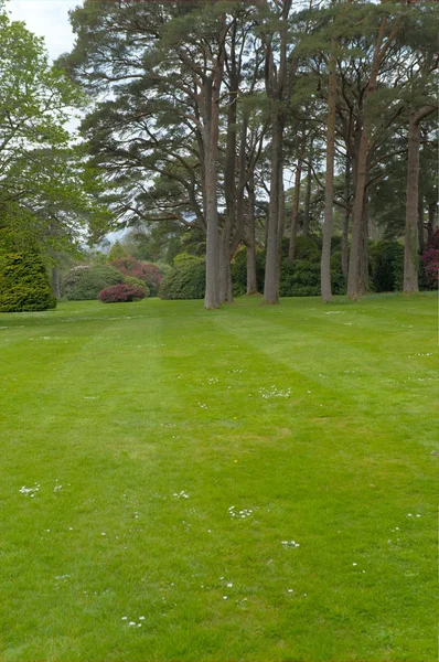 Lawn with trees Stock Picture