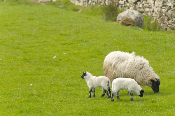 爱尔兰羊 图库图片