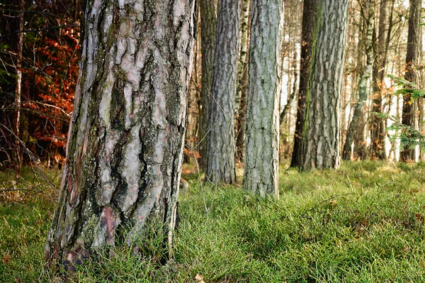 Troncos de árvores — Fotografia de Stock
