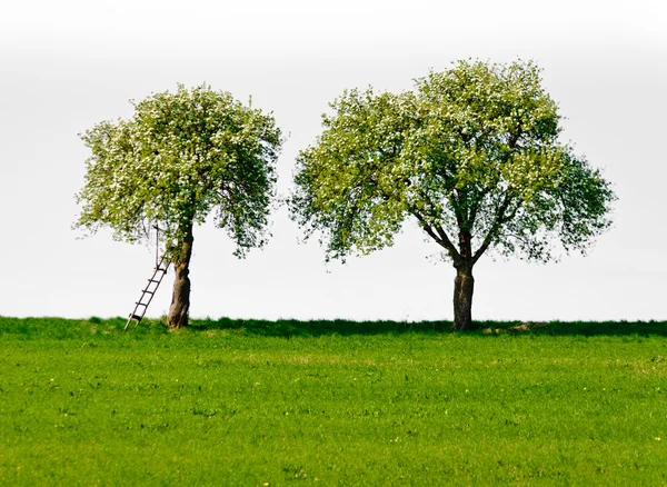 Two Apple Trees — Stock Photo, Image